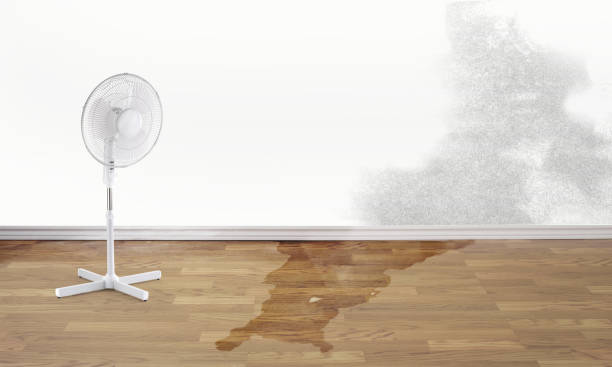 Best Ceiling water damage repair  in Coing, AL