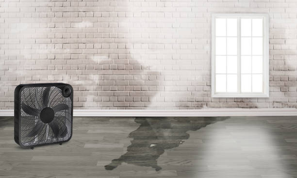 Best Water damage cleanup near me  in Coing, AL