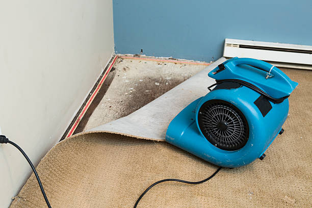 Best Water damage contractors near me  in Coing, AL